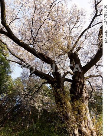 古代東山道沿いに咲く桜の木 124799530
