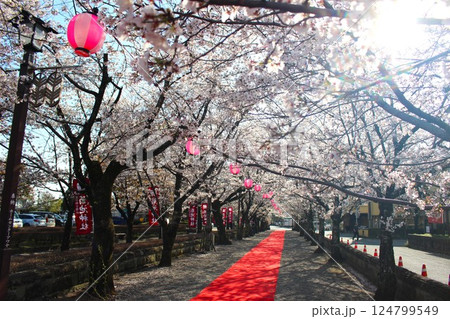 神秘的な桜並木とレッドカーペット 神秘的な桜並木とレッドカーペット 124799549
