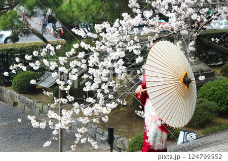 美しい着物と和傘が映える日本の桜 美しい着物と和傘が映える日本の桜 124799552