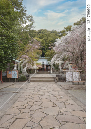 春の伊豆山神社 124799600