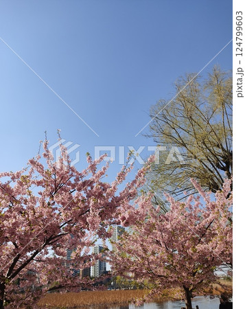 公園 124799603