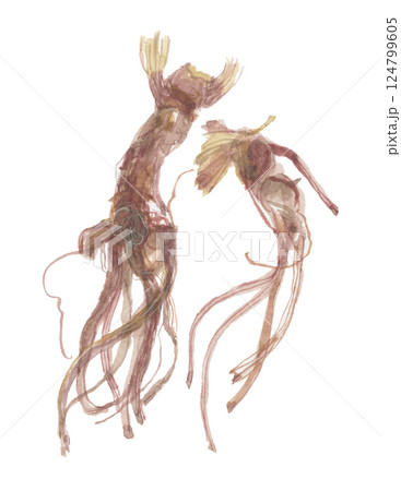 水彩で描いたオミナエシの根　敗醤根　ハイショウコン 124799605