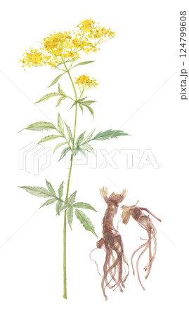 水彩で描いた女郎花 オミナエシ 花と根 敗醤根 ハイショウコン 水彩で描いた女郎花 オミナエシ 花と根 敗醤根 ハイショウコン 124799608