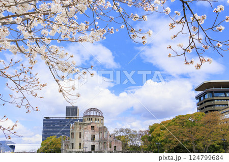 桜満開の平和記念公園　原爆ドーム 124799684