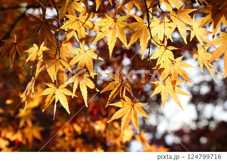 柔らかな光の中で輝くモミジ	 124799716