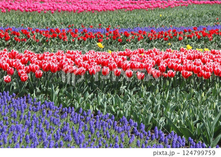 国営木曽三川公園散策・19(岐阜県海津市) 国営木曽三川公園散策・19(岐阜県海津市) 124799759