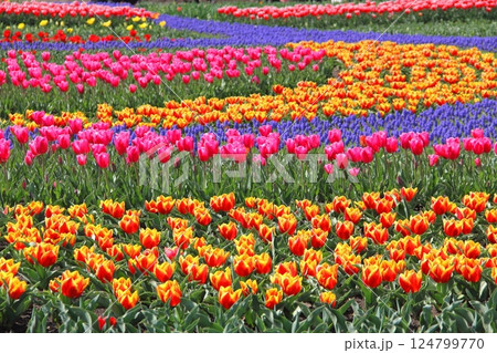 国営木曽三川公園散策・15(岐阜県海津市) 国営木曽三川公園散策・15(岐阜県海津市) 124799770