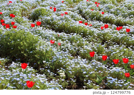 国営木曽三川公園散策・18（岐阜県海津市） 124799776