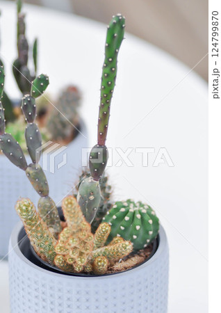 Gymnocalycium  or  Gymnocalycium Damsii  ,  astrophytum myriostigma or astrophytum  and opuntia or opuntia canterae 124799870