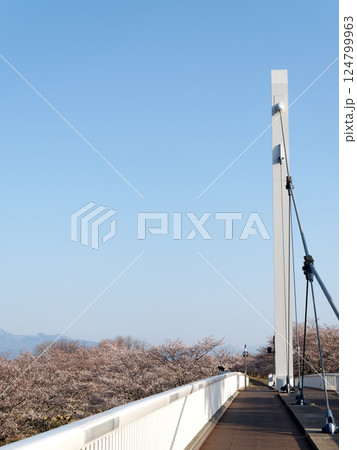 春の青空と桜と橋 春の青空と桜と橋 124799963