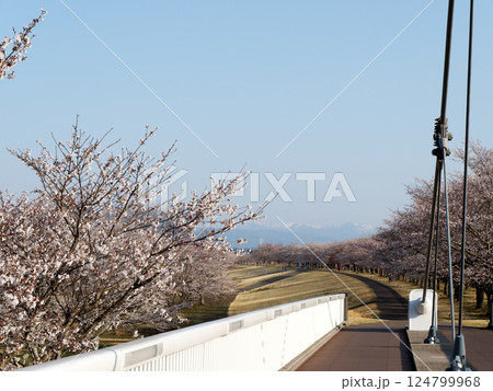 春の青空と桜と橋 124799968