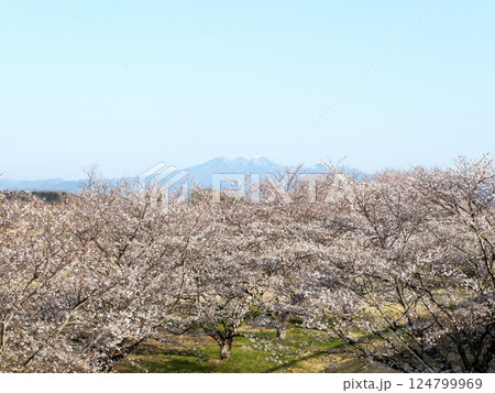 春の青空と桜 124799969