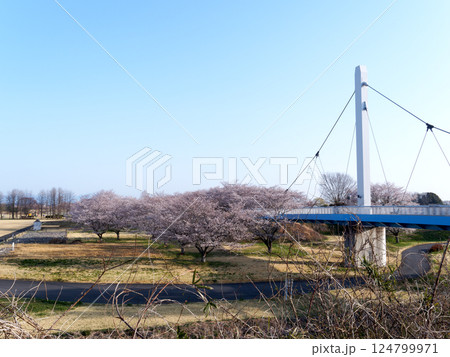 春の青空と桜と橋 春の青空と桜と橋 124799971