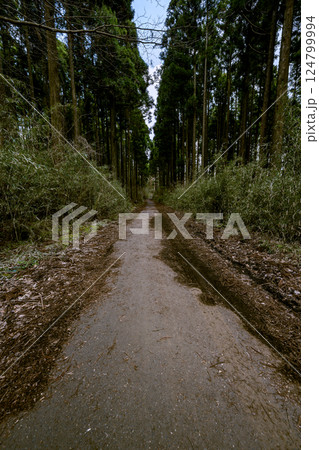 自然の中で心癒される、箱根・九頭龍の森を歩く静寂のハイキングコース 124799994