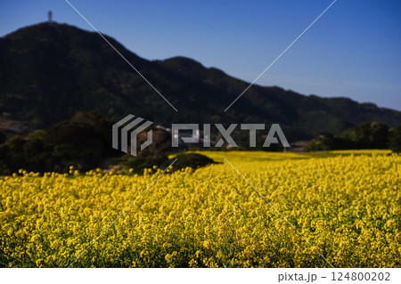 ＜五島の風景＞魚津ケ崎公園の菜の花 124800202