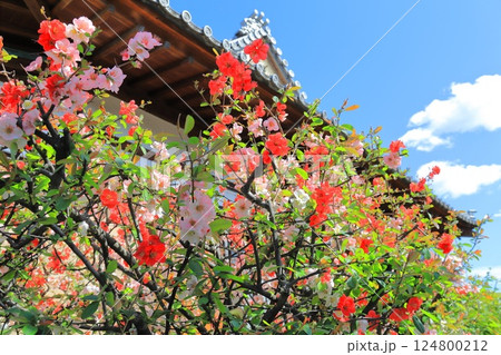経王寺(きょうおうじ)の木瓜の花 荒川区西日暮里 経王寺(きょうおうじ)の木瓜の花 荒川区西日暮里 124800212