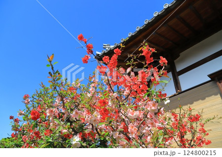 経王寺(きょうおうじ)の木瓜の花 荒川区西日暮里 経王寺(きょうおうじ)の木瓜の花 荒川区西日暮里 124800215