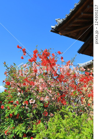 経王寺(きょうおうじ)の木瓜の花 荒川区西日暮里 経王寺(きょうおうじ)の木瓜の花 荒川区西日暮里 124800217