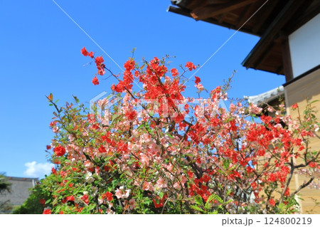 経王寺（きょうおうじ）の木瓜の花　荒川区西日暮里 124800219