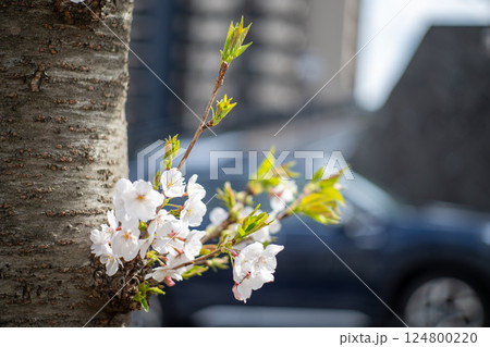 さくら さくら 124800220