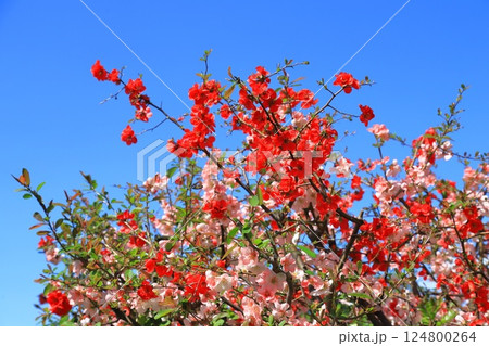 二色咲きの木瓜の花　 124800264