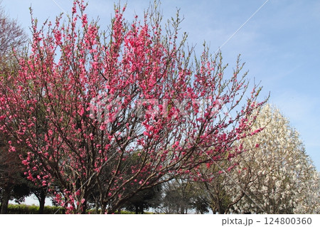 春の木曽三川公園江南フラワーパーク散策・34（愛知県江南市） 124800360