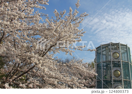 春の木曽三川公園江南フラワーパーク散策・5(愛知県江南市) 春の木曽三川公園江南フラワーパーク散策・5(愛知県江南市) 124800373