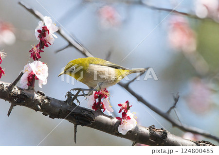 梅の花の蜜を吸うメジロ 梅の花の蜜を吸うメジロ 124800485