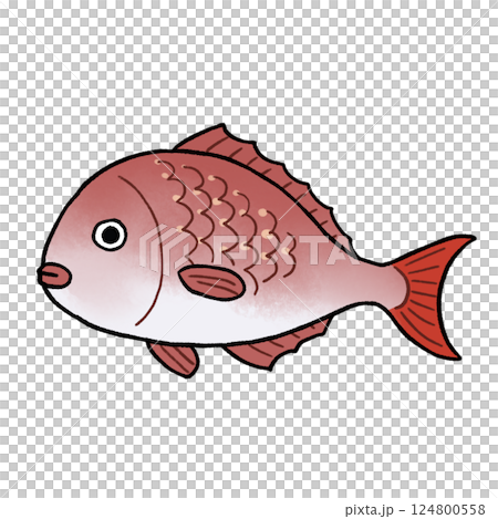 真鯛のイラスト 124800558