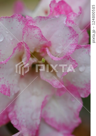雨に濡れたアザレアの花 124800585