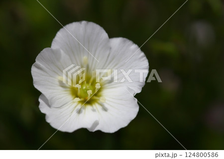 アレナリアの花 アレナリアの花 124800586