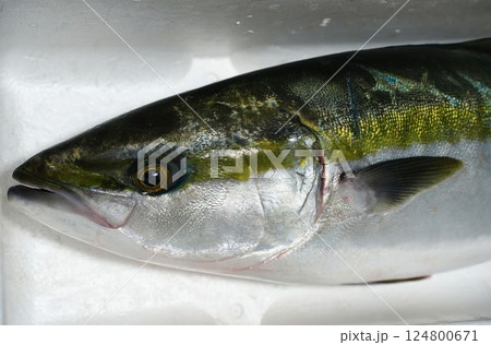 新鮮な天然の寒ブリの顔	 124800671