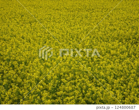 一面に広がる菜の花畑 124800687