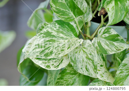 epipremnum aureum, devils ilvy or hunters robe Epipremnum aureum Linden or Andr or Taro vine or ARACEAE epipremnum aureum, devils ilvy or hunters robe Epipremnum aureum Linden or Andr or Taro vine or ARACEAE 124800795