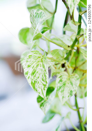 epipremnum aureum, devils ilvy or hunters robe  Epipremnum aureum Linden or Andr  or Taro vine or ARACEAE 124800796