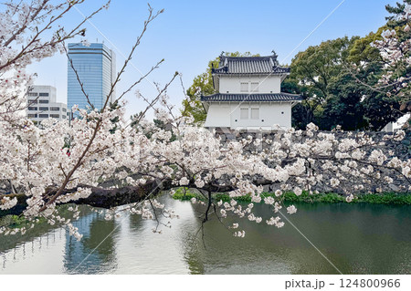 大分府内城址と満開の桜 124800966