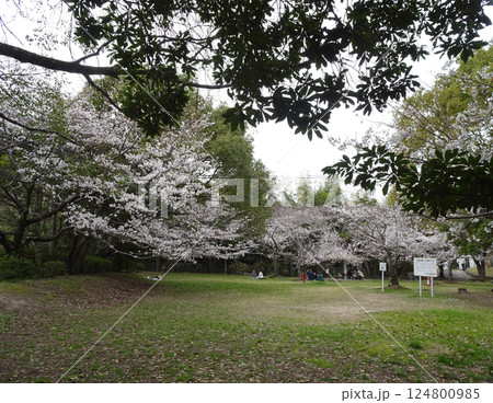 広島市佐伯区 海老山の海老山公園 桜の季節の写真 124800985