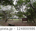 広島市佐伯区 海老山の海老山公園 桜の季節の写真 124800986