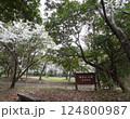 広島市佐伯区 海老山の海老山公園 桜の季節の写真 124800987