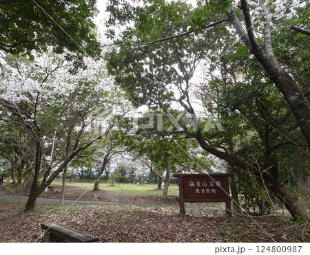 広島市佐伯区 海老山の海老山公園 桜の季節の写真 広島市佐伯区 海老山の海老山公園 桜の季節の写真 124800987