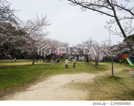 広島市佐伯区 海老山の海老山公園 桜の季節の写真 124800988