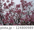 広島市佐伯区 海老山の海老山公園 桜の季節の写真 124800989