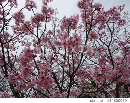 広島市佐伯区 海老山の海老山公園 桜の季節の写真 広島市佐伯区 海老山の海老山公園 桜の季節の写真 124800989