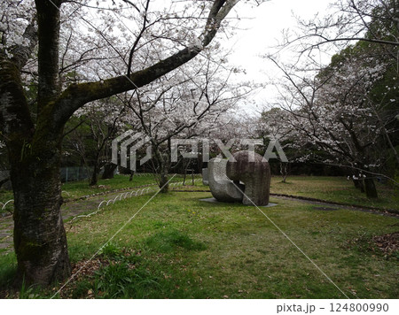 広島市佐伯区 海老山の海老山公園 桜の季節の写真 124800990