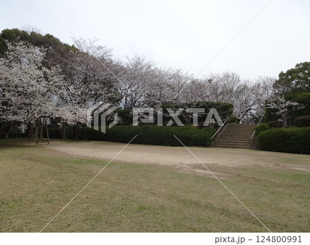 広島市佐伯区 海老山の海老山公園 桜の季節の写真 124800991