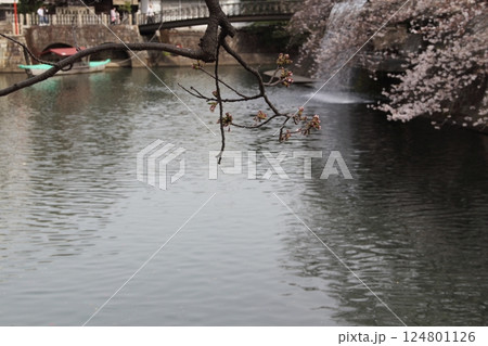 春の奥の細道むすびの地散策・5(岐阜県大垣市) 春の奥の細道むすびの地散策・5(岐阜県大垣市) 124801126