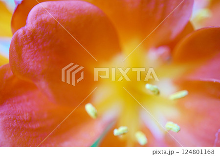 クンシラン クンシラン 124801168