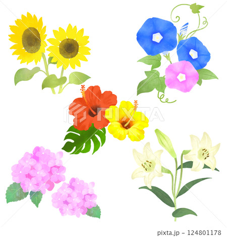 夏の花のイラストセット　ひまわり、あじさい、ハイビスカス、ユリ、朝顔 124801178