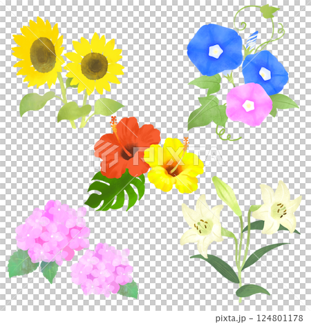 夏の花のイラストセット　ひまわり、あじさい、ハイビスカス、ユリ、朝顔 124801178