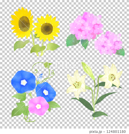 日本の夏の花 イラストセット ひまわり、あじさい、ユリ、朝顔 日本の夏の花 イラストセット ひまわり、あじさい、ユリ、朝顔 124801180
